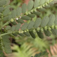 Phyllanthus debilis J.G.Klein ex Willd.